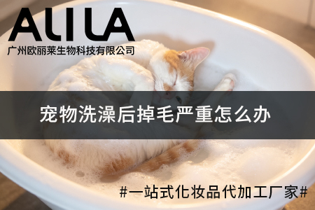 宠物洗澡后掉毛严重怎么办.jpg