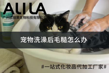 宠物洗澡后毛糙怎么办.jpg