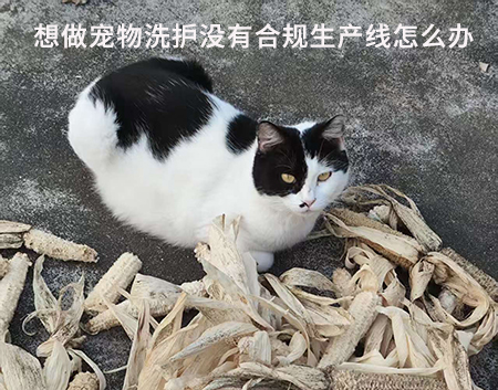 想做宠物洗护没有合规生产线怎么办.jpg